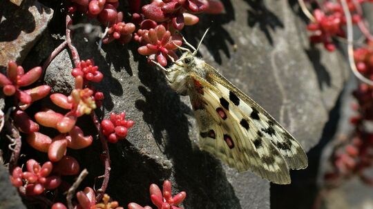 Apollofalter