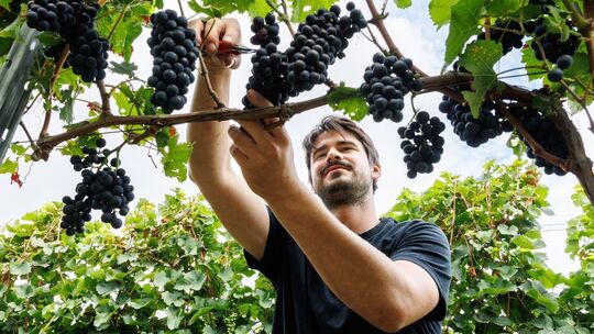 Beginn der Weinlese in Deutschland