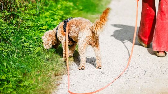 Hund an der Leine