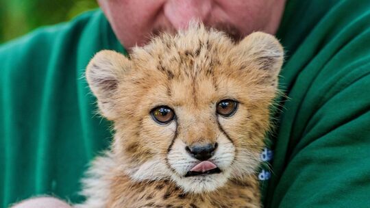 Vorstellung Gepardenbaby im Landauer Zoo