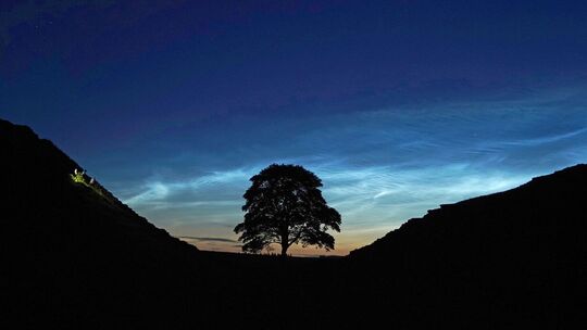 Sycamore Gap Tree