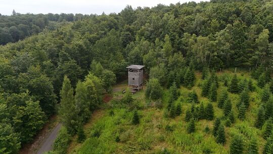 Wald in Rheinland-Pfalz