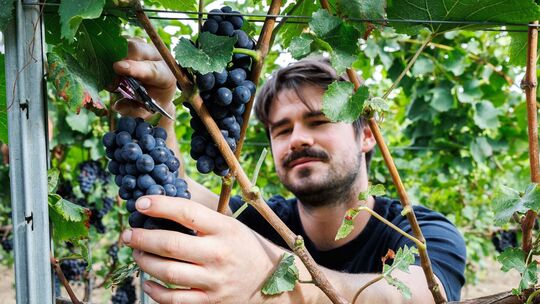 Beginn der Weinlese in Deutschland
