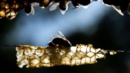 Bienen