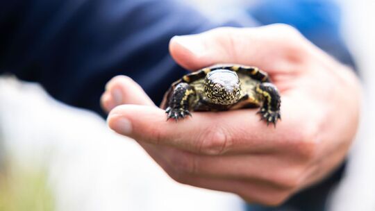 Auswilderung von Sumpfschildkröten