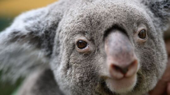 Großes Koala-Nationalparkprojekt in Australien