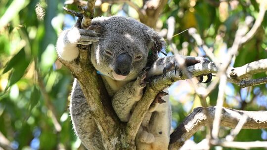 Impfstoff für Koalas