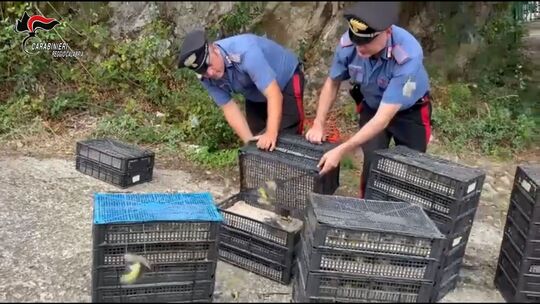 Illegaler Vogeltransport in Italien
