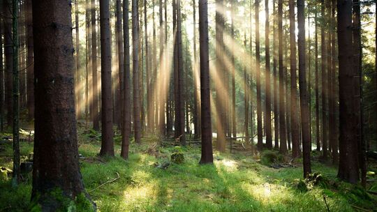 Wald