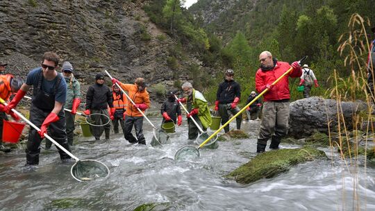 12.000 Fische werden umgesiedelt