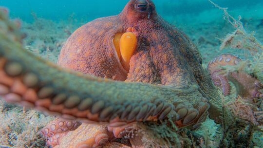 Wie Kraken ihre Arme nutzen