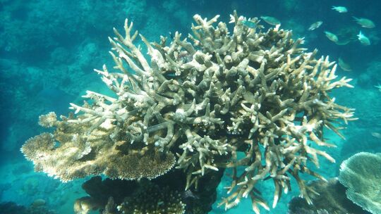 Korallenbleiche am Great Barrier Reef