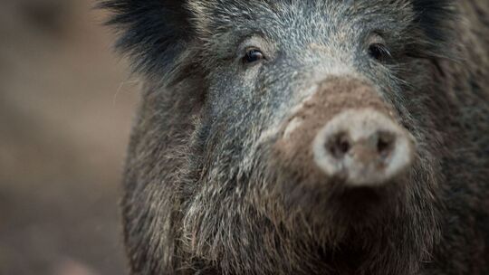 Wildschwein