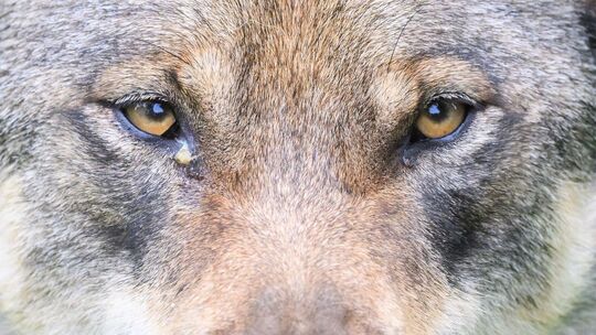 Wolf