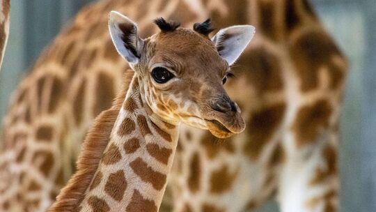 Giraffenbaby in Paris geboren