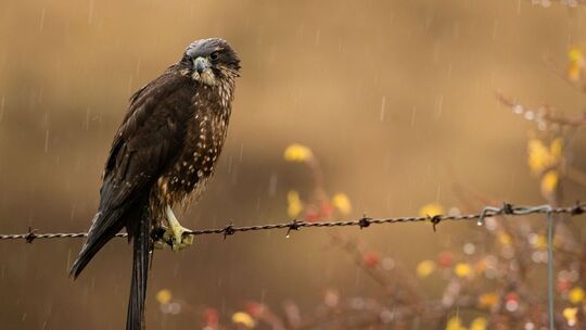 Neuseelandfalke zum Vogel des Jahres gewählt