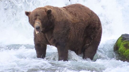 «Fat Bear»-Wahlen in USA