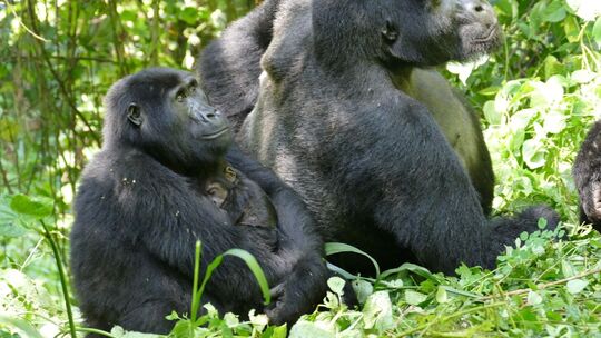 Berggorillas in Uganda