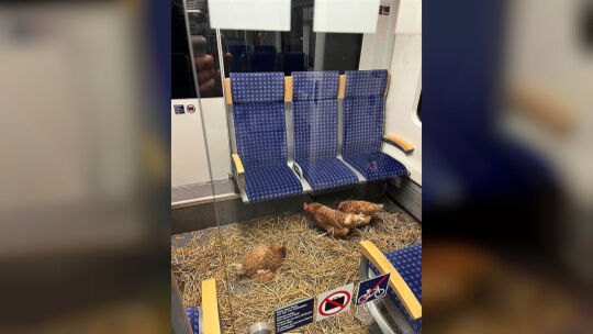 Hühner in Kölner S-Bahn zurückgelassen