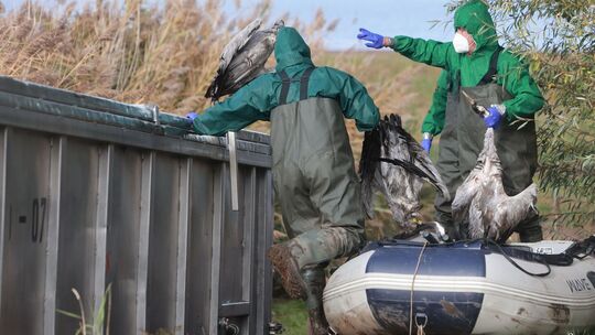 Vogelgrippe bei Kranichen Vogelgrippe bei Kranichen
