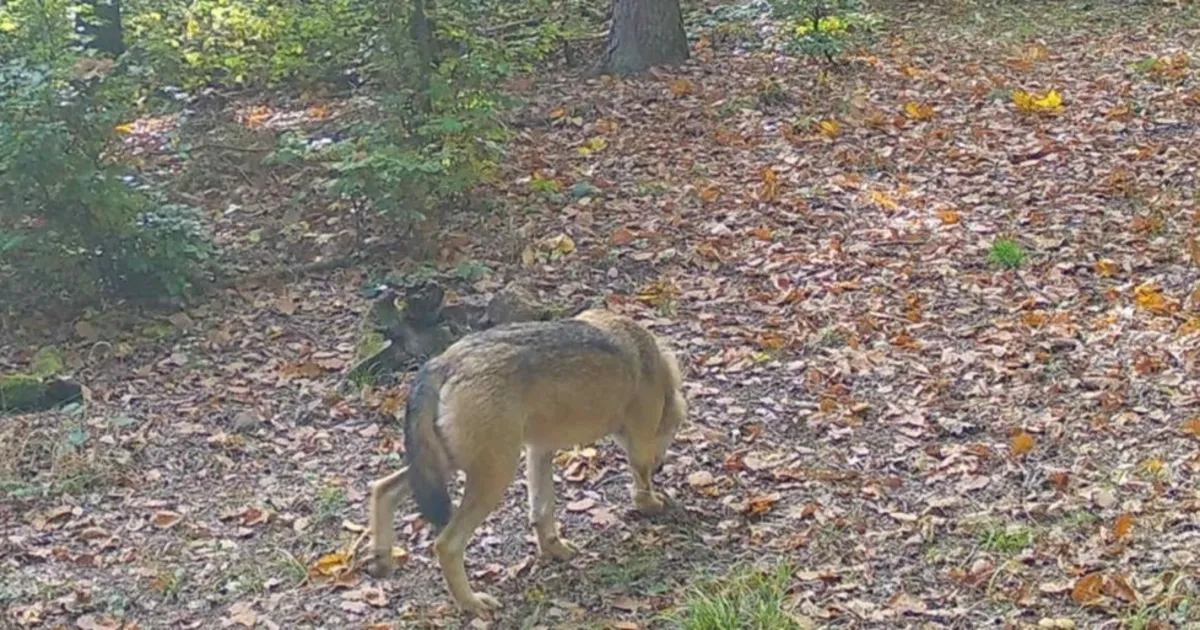 Erneute Sichtung in Sien: Zum Wolf gesellt sich wohl auch noch ein ...