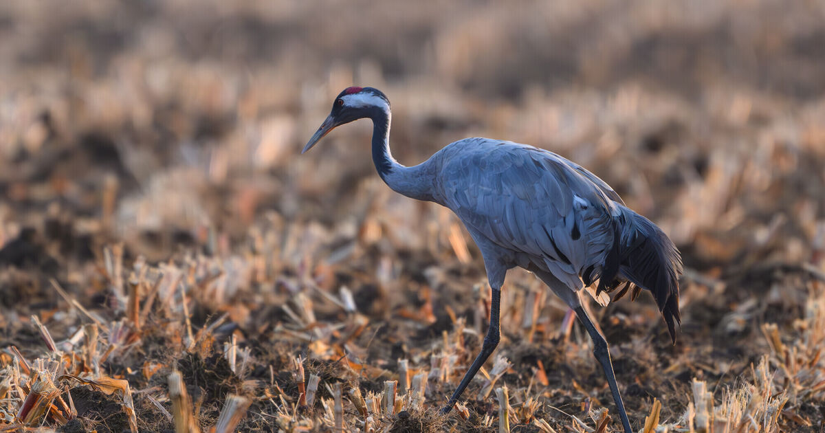 Löffler-Institut beauftragt: Niedersohren: Toter Kranich mit Vogelgrippe ...