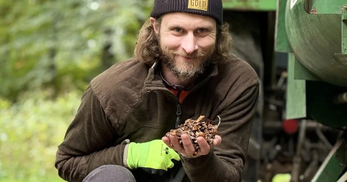 „Waldgold“ in Münstermaifeld: Buchecker vom Maifeld begeistert ...
