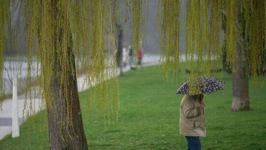 Ein Mann spaziert bei Regen durch die Koblenzer Rheinanlagen Ein Mann spaziert bei Regen durch die Koblenzer Rheinanlagen