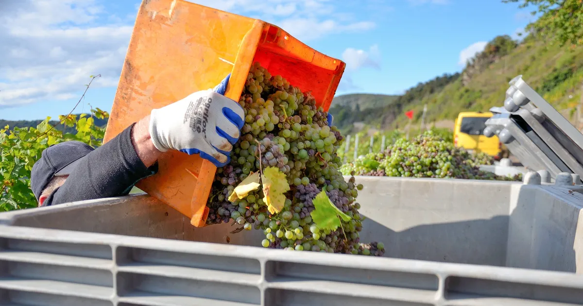 Regen setzt dem Riesling zu: Von Pommern bis Zell: So lief die ...