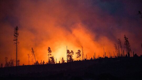 Symbolbild Waldbrand