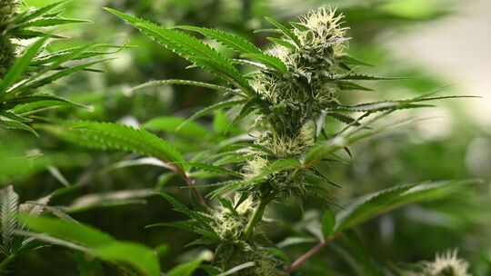 Symbolbild Cannabis-Anbau Symbolbild Cannabis-Anbau