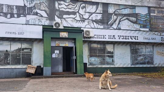 Straßenhunde in Tschernobyl Straßenhunde in Tschernobyl