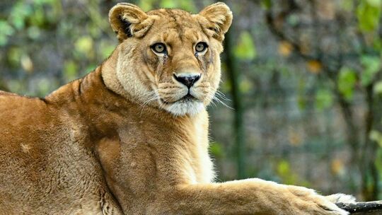 Löwen in Zoo in Neuseeland sollen eingeschläfert werden