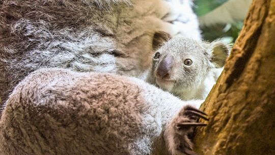 Nachwuchs bei den Koalas im Leipziger Zoo Nachwuchs bei den Koalas im Leipziger Zoo