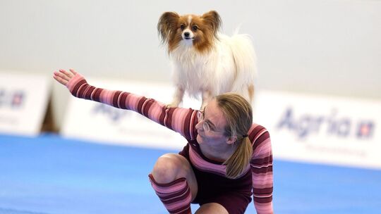 Meisterschaft im Dog Dancing auf Messe «Hund & Pferd» Meisterschaft im Dog Dancing auf Messe «Hund & Pferd»