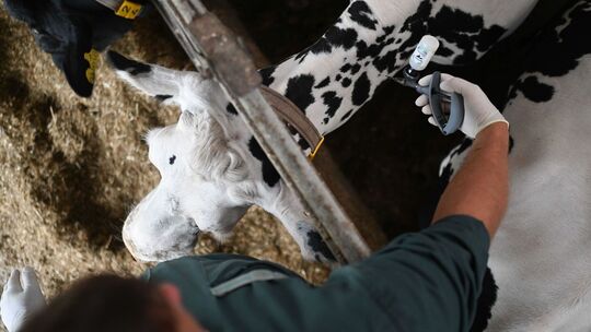 Ausbruch Blauzungenkrankheit Ausbruch Blauzungenkrankheit