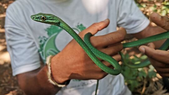 Forscher warnen: Inselreptilien sterben unbemerkt aus Forscher warnen: Inselreptilien sterben unbemerkt aus