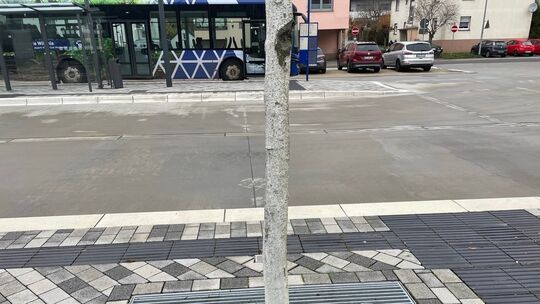 Beschädigungen am Baum wurden bereits durch einen Gärtner repariert. Beschädigungen am Baum wurden bereits durch einen Gärtner repariert.