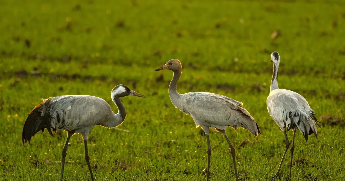 Schutzkleider und Stallpflicht: Das bedeutet die Vogelgrippe für Tierparks ...