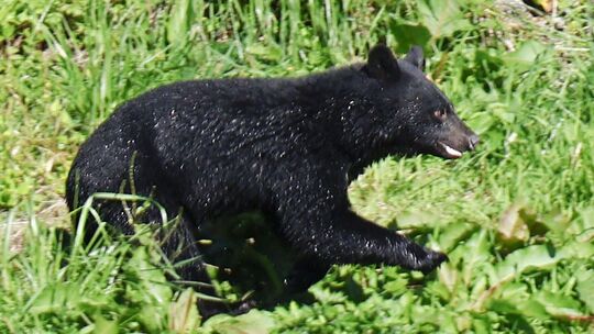 Bären in Japan Bären in Japan