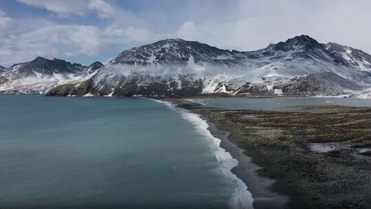 Seeelefanten sterben in Süd-Georgien durch die Vogelgrippe Seeelefanten sterben in Süd-Georgien durch die Vogelgrippe