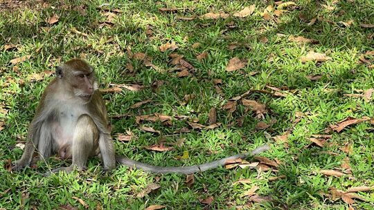 Langschwanzmakake Langschwanzmakake