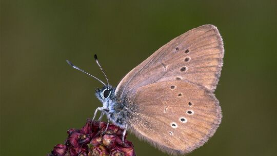 Dunkler Wiesenknopf-Ameisenbläuling