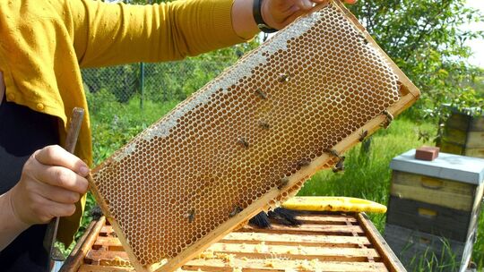 Hobbyimkerin im Süden Leipzigs