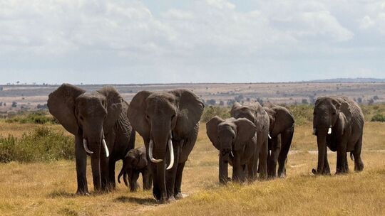 Elefanten im Amboseli-Nationalpark