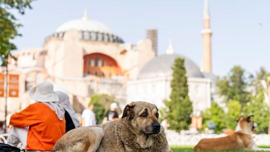 Streunende Hunde in der Türkei