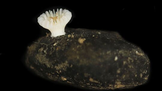 Neue Tiefseekoralle lebt nur auf Manganknollen