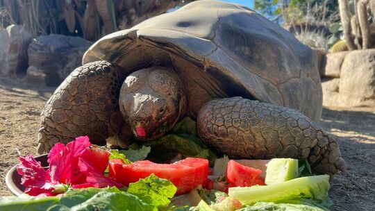 Galapagos-Schildkröte im Zoo von San Diego