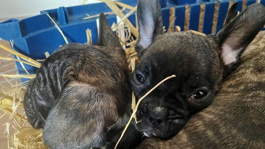 Illegaler Welpenhandel