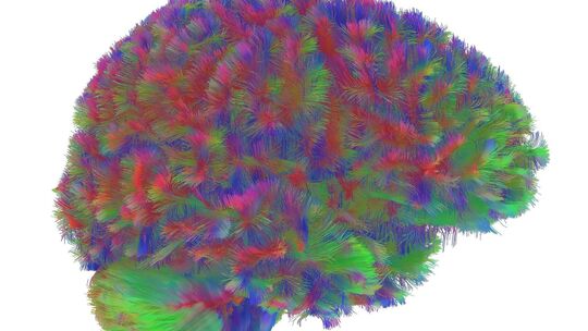 Kindheit bis Alter – Gehirnstruktur durchläuft fünf Phasen